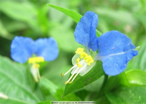 小花植物